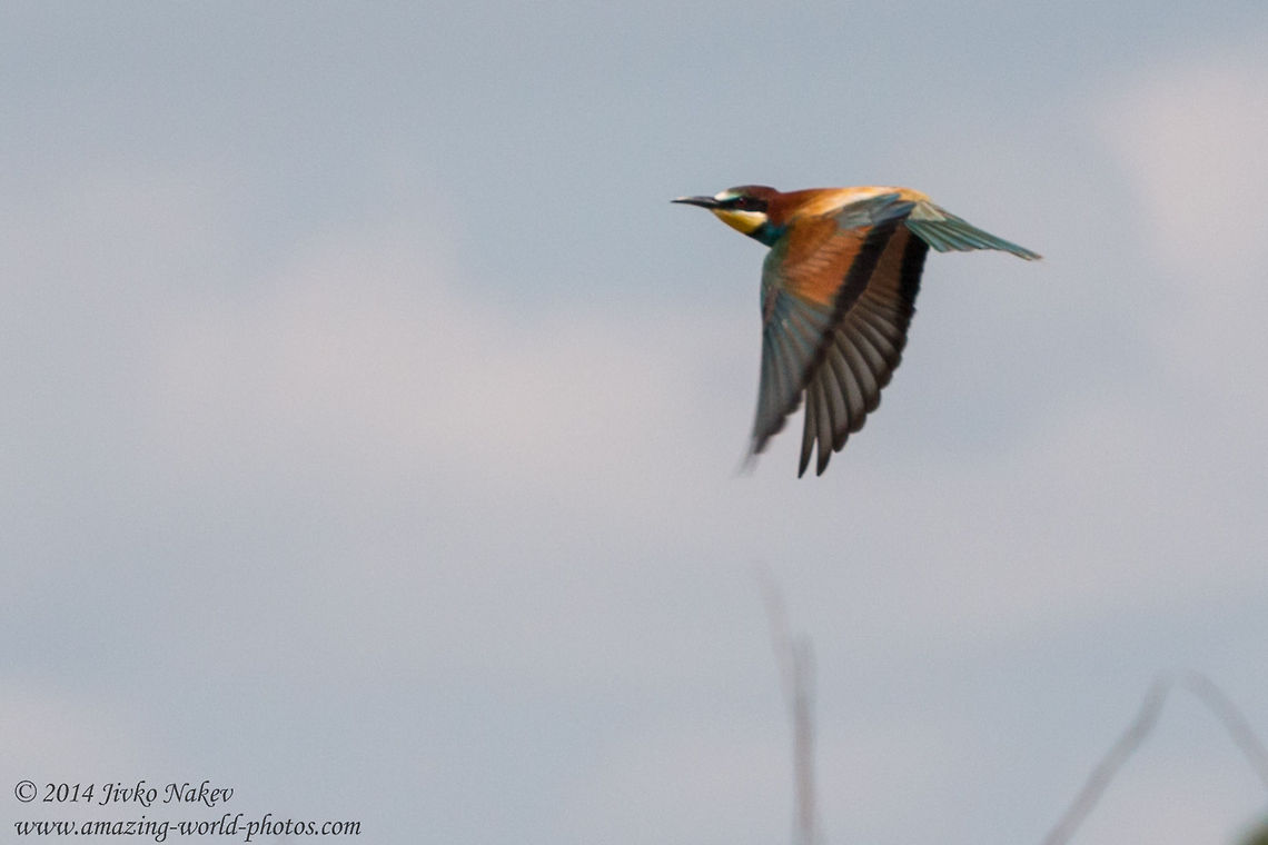 European Bee-eater European Bee-eater - Merops apiaster Bulgaria,Coraciiformes,European Bee-eater,Geotagged,Meropidae,Merops apiaster,aves,bird,nature,passerine