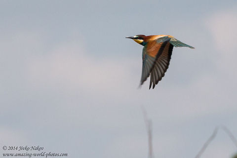 European Bee-eater European Bee-eater - Merops apiaster Bulgaria,Coraciiformes,European Bee-eater,Geotagged,Meropidae,Merops apiaster,aves,bird,nature,passerine
