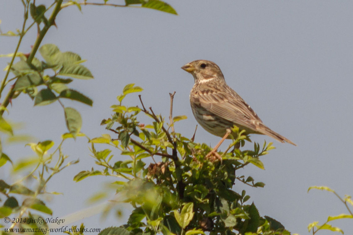 Corn Bunting Corn Bunting - Emberiza calandra Bulgaria,Corn Bunting,Emberiza calandra,Geotagged,aves,birds,bunting,nature,passeridae,passerine,songbird