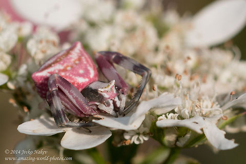 Flower Crab Spider Flower Crab Spider - Thomisus onustus Bulgaria,Geotagged,Thomisus onustus,arachnida,araneae,arthropoda,flower crab spider,nature,pink crab spider