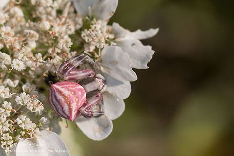 Flower Crab Spider Flower Crab Spider - Thomisus onustus Bulgaria,Geotagged,Thomisus onustus,arachnida,araneae,arthropoda,flower crab spider,nature,pink crab spider