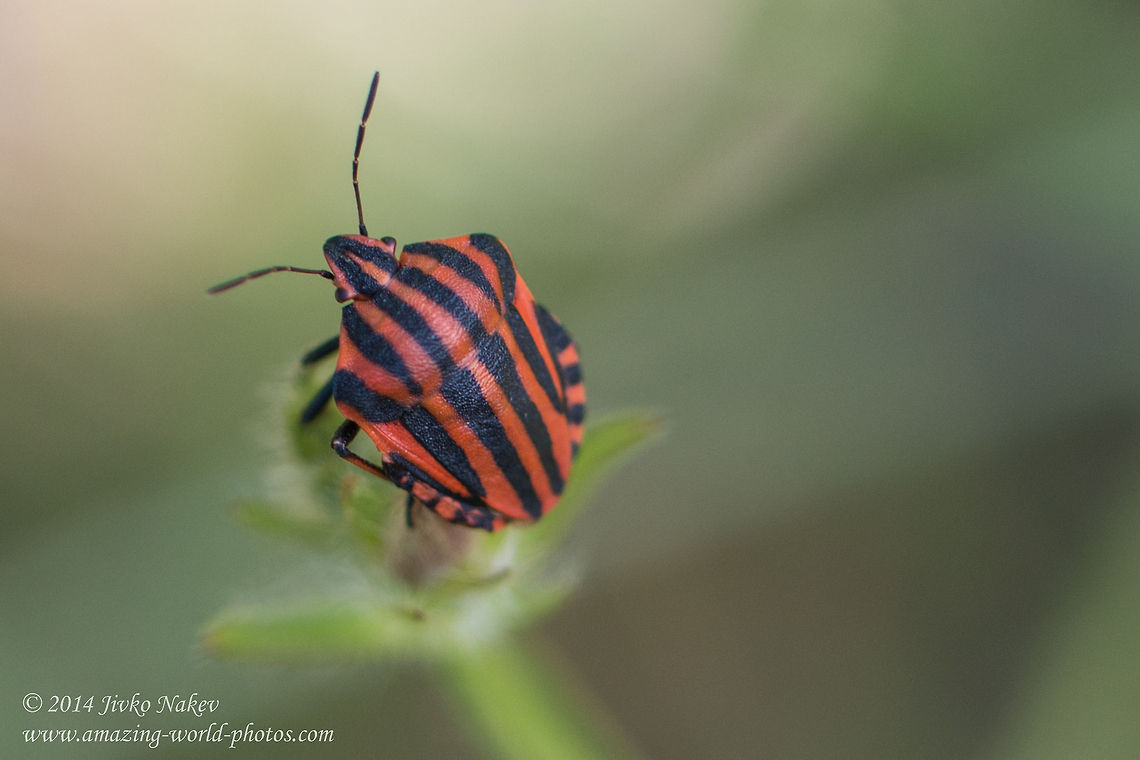 Striped bug Black-orange striped bug, syn. Minstrel bug - Graphosoma lineatum Black-orange striped bug,Bulgaria,Geotagged,Graphosoma,Graphosoma italicum,Minstrel Bug,Minstrel bug,Pentatomidae,insect,nature