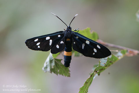 Nine-spotted moth Nine-spotted moth - Amata phegea
https://www.jungledragon.com/image/58694/nine-spotted_moth_caterpillar_-_amata_phegae.html Amata phegea,Arctiidae,Bulgaria,Geotagged,Nine-spotted moth,Syntomis phegea,Tiger moth,insect,lepidoptera,nature