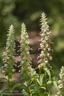 Woolly foxglove Woolly foxglove - Digitalis lanata Bulgaria,Digitalis lanata,Geotagged,Grecian foxglove,Lamiales,Medical plant,Woolly foxglove,nature,plant,poisonous plant,wild flower