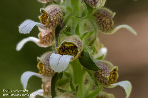 Woolly foxglove Woolly foxglove - Digitalis lanata Bulgaria,Digitalis lanata,Geotagged,Grecian foxglove,Lamiales,Medical plant,Woolly foxglove,nature,plant,poisonous plant,wild flower
