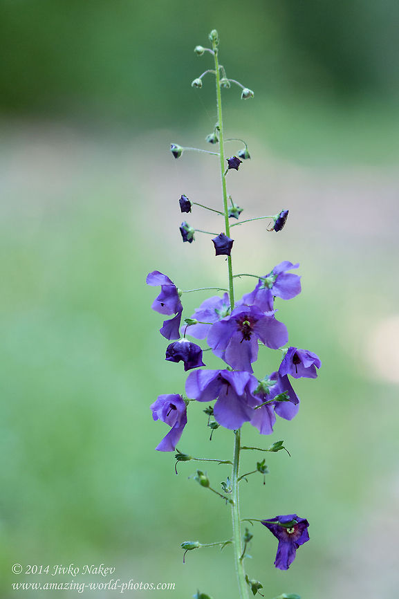 Purple Mullein Wild Flower Purple mullein, syn. Temptress purple - Verbascum phoeniceum Bulgaria,Geotagged,Lamiales,Purple Mullein,Verbascum Phoeniceum,Verbascum phoeniceum,nature,plant,wild flower