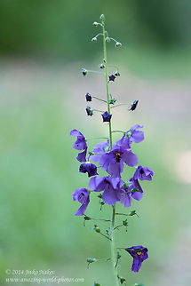 Purple Mullein Wild Flower Purple mullein, syn. Temptress purple - Verbascum phoeniceum Bulgaria,Geotagged,Lamiales,Purple Mullein,Verbascum Phoeniceum,Verbascum phoeniceum,nature,plant,wild flower