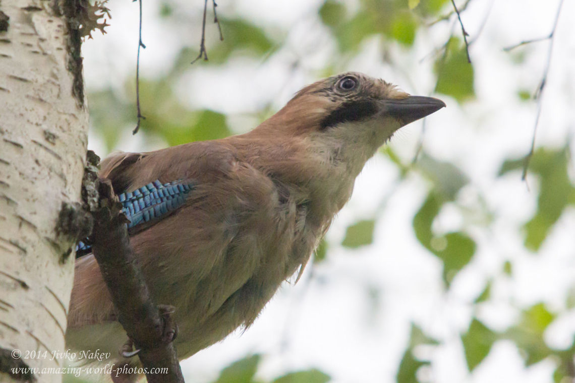 Eurasian Jay Eurasian Jay - Garrulus glandarius Bulgaria,Eurasian Jay,Eurasian jay,Garrulus glandarius,Geotagged,aves,bird,corvidae,nature,passerine