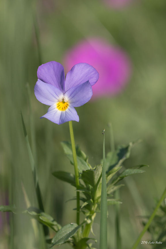 Heart's Ease Wild Viola Heartsease - Viola tricolor Bulgaria,Geotagged,Heart's delight,Heart's ease,Heartsease,Viola tricolor,nature,plant,wild flower