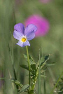 Heart's Ease Wild Viola Heartsease - Viola tricolor Bulgaria,Geotagged,Heart's delight,Heart's ease,Heartsease,Viola tricolor,nature,plant,wild flower