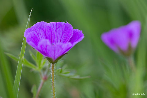 Bloody geranium Bloody cranesbill - Geranium sanguineum Bloody cranesbill,Bloody geranium,Bulgaria,Geotagged,Geraniales,Geranium sanguineum,nature,plant,wild flower