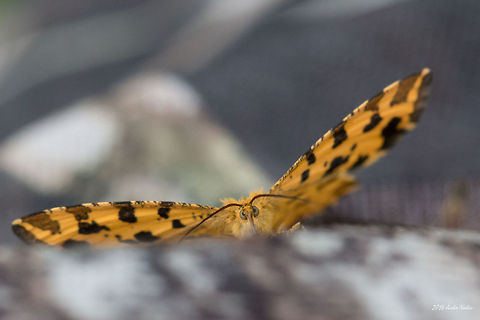 Speckled Yellow Moth Speckled Yellow Moth - Pseudopanthera macularia Bulgaria,Geotagged,Moths,Pseudopanthera macularia,Speckled Yellow Moth,geometridae,insect,lepidoptera,nature