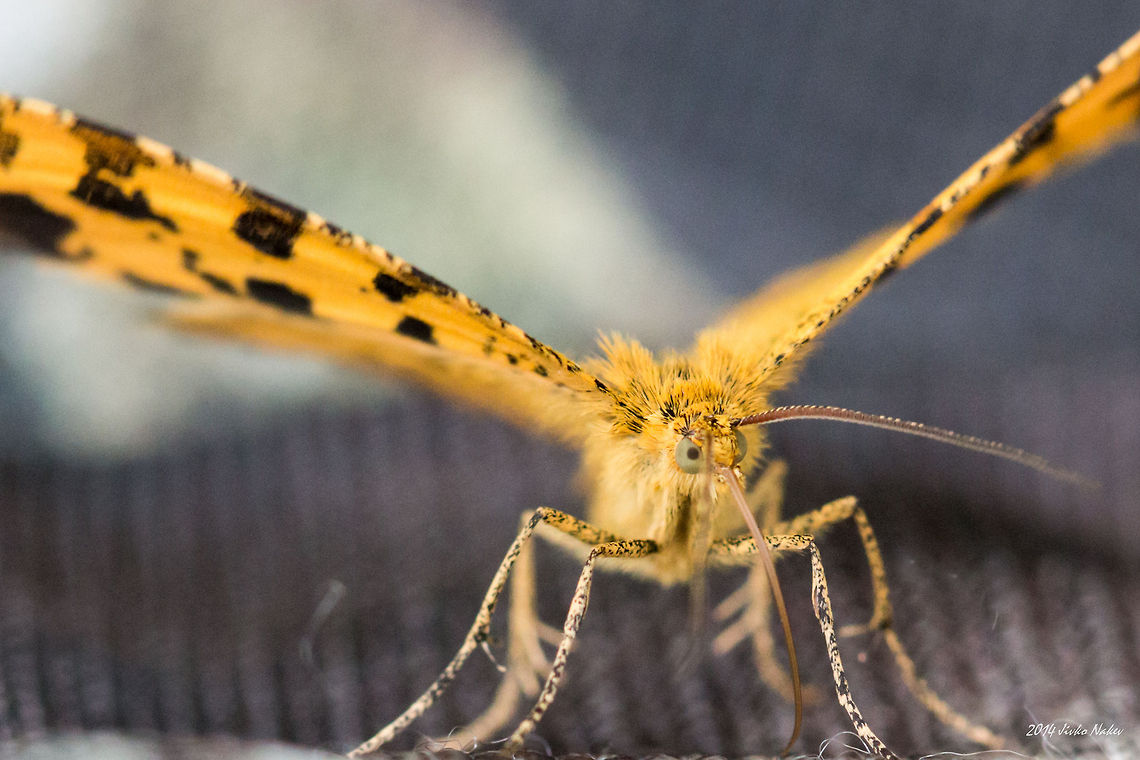 Speckled Yellow Moth Speckled Yellow Moth - Pseudopanthera macularia Bulgaria,Geotagged,Moths,Pseudopanthera macularia,Speckled Yellow Moth,geometridae,insect,lepidoptera,nature