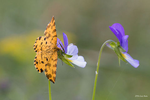 Speckled Yellow Moth Speckled Yellow Moth - Pseudopanthera macularia Bulgaria,Geotagged,Moths,Pseudopanthera macularia,Speckled Yellow Moth,geometridae,insect,lepidoptera,nature