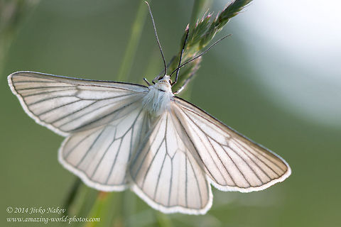 Black-veined Moth Black-veined Moth - Siona lineata Black-veined Moth,Bulgaria,Geotagged,Moths,Siona lineata,geometridae,insect,lepidoptera,nature,white moth,white wings