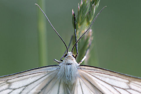 Black-veined Moth Black-veined Moth - Siona lineata Black-veined Moth,Bulgaria,Geotagged,Moths,Siona lineata,geometridae,insect,lepidoptera,nature,white moth,white wings