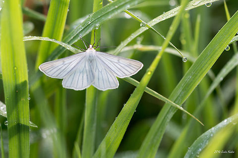 Black-veined Moth Black-veined Moth - Siona lineata Black-veined Moth,Bulgaria,Geotagged,Moths,Siona lineata,geometridae,insect,lepidoptera,nature,white moth,white wings