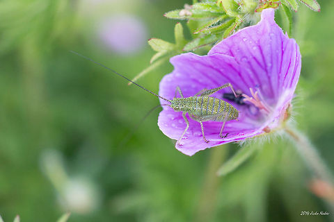 Speckled bush-cricket On Bloody Geranium  Bloody cranesbill,Bloody geranium,Bulgaria,Geotagged,Geraniales,Geranium sanguineum,Leptophyes punctatissima,Speckled bush-cricket,Tettigonid,insect,nature,orthoptera,plant,wild flower
