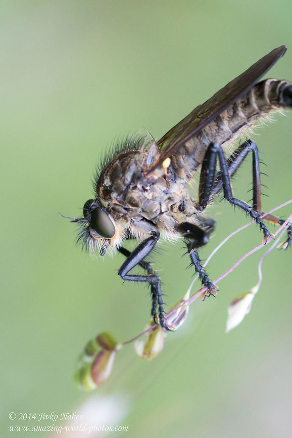 Robber fly Asilinae Robber fly Asilinae Asilidae,Asilinae,Bulgaria,Geotagged,Machimus cyanopus,Robber Fly,Robber fly,diptera,flies,insect,mating,nature