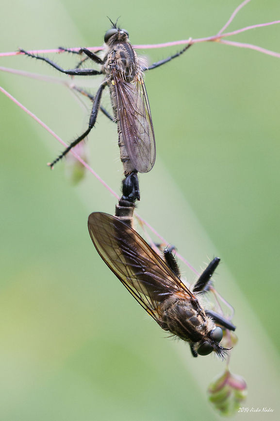 Robber fly Asilinae Robber fly Asilinae Asilidae,Asilinae,Bulgaria,Geotagged,Machimus cyanopus,Robber Fly,Robber fly,diptera,flies,insect,mating,nature