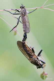 Robber fly Asilinae Robber fly Asilinae Asilidae,Asilinae,Bulgaria,Geotagged,Machimus cyanopus,Robber Fly,Robber fly,diptera,flies,insect,mating,nature