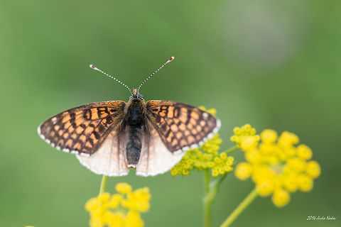 Knapweed Fritillary Butterfly Knapweed Fritillary - Melitaea phoebe Bulgaria,Geotagged,Knapweed Fritillary,Melitaea phoebe,butterfly,insect,lepidoptera,nature