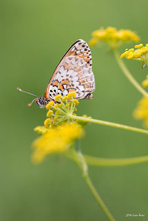 Knapweed Fritillary Butterfly Knapweed Fritillary - Melitaea phoebe Bulgaria,Geotagged,Knapweed Fritillary,Melitaea phoebe,butterfly,insect,lepidoptera,nature