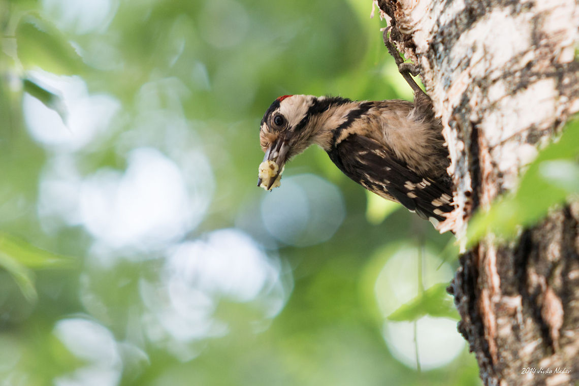 Syrian Woodpecker Juvenile Syrian Woodpecker Male Bulgaria,Dendrocopos syriacus,Geotagged,Syrian Woodpecker,aves,bird,nature