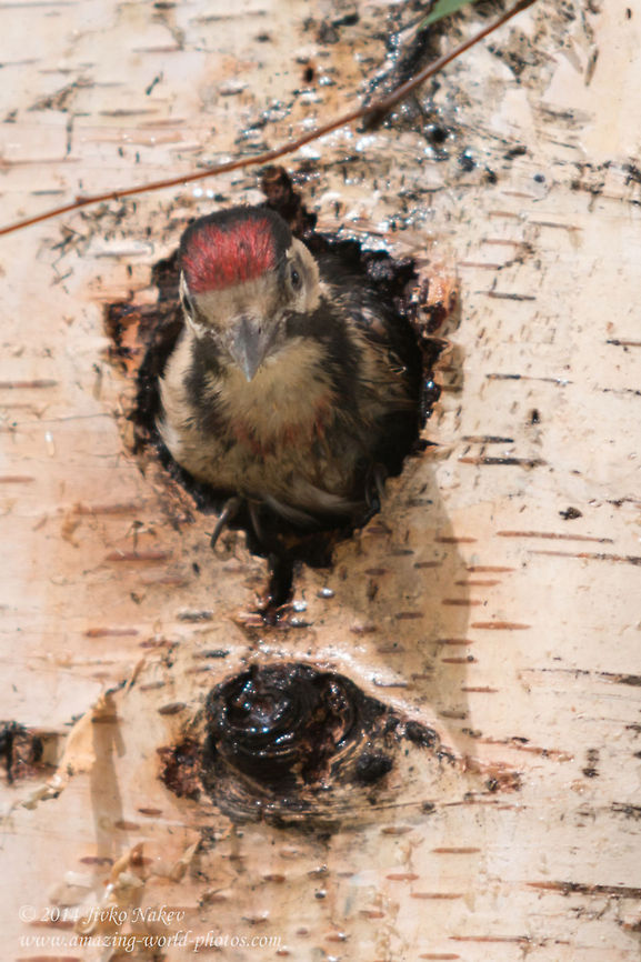 Hi! I just hatched out... Any worms there? Syrian Woodpecker - Dendrocopos syriacus Bulgaria,Dendrocopos syriacus,Geotagged,Syrian Woodpecker,aves,bird,nature