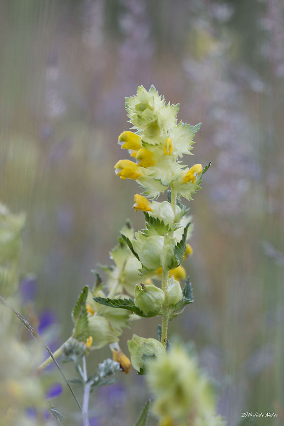 Yellow Rattle Yellow Rattle - Rhinanthus minor Broomrape,Bulgaria,Geotagged,Rhinanthus minor,Yellow Rattle,Yellow rattle,cockscomb,nature,plant,wild flower