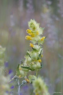 Yellow Rattle Yellow Rattle - Rhinanthus minor Broomrape,Bulgaria,Geotagged,Rhinanthus minor,Yellow Rattle,Yellow rattle,cockscomb,nature,plant,wild flower