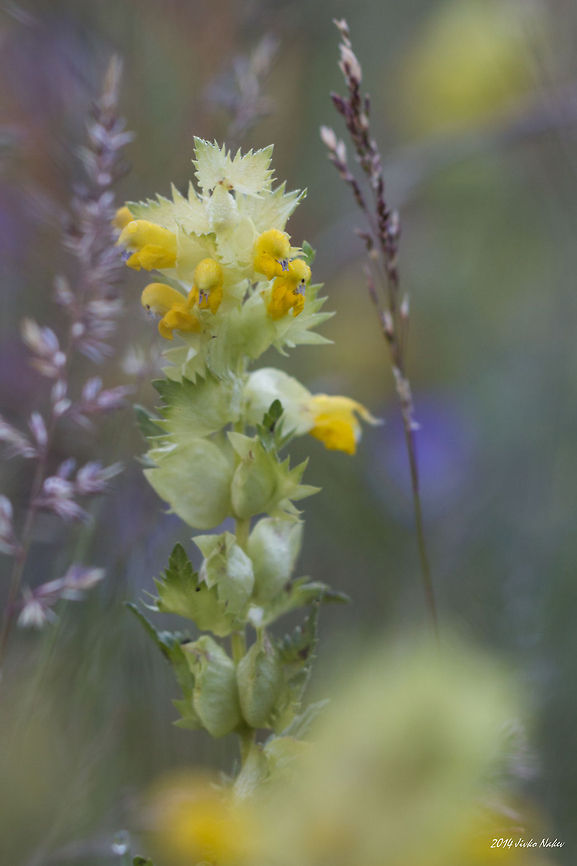 Yellow Rattle Yellow Rattle - Rhinanthus minor Broomrape,Bulgaria,Geotagged,Rhinanthus minor,Yellow Rattle,Yellow rattle,cockscomb,nature,plant,wild flower