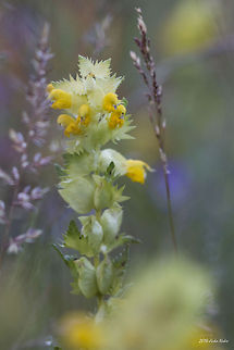 Yellow Rattle Yellow Rattle - Rhinanthus minor Broomrape,Bulgaria,Geotagged,Rhinanthus minor,Yellow Rattle,Yellow rattle,cockscomb,nature,plant,wild flower