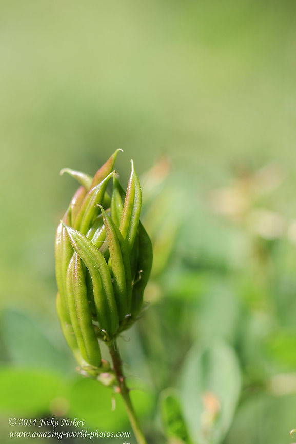 Crossed Fingers - Wild liquorice fruits  Astragalus glycyphyllos,Bulgaria,Geotagged,Wild licorice,Wild liquorice,flower,green print,plant