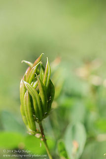 Astragalus glycyphyllos