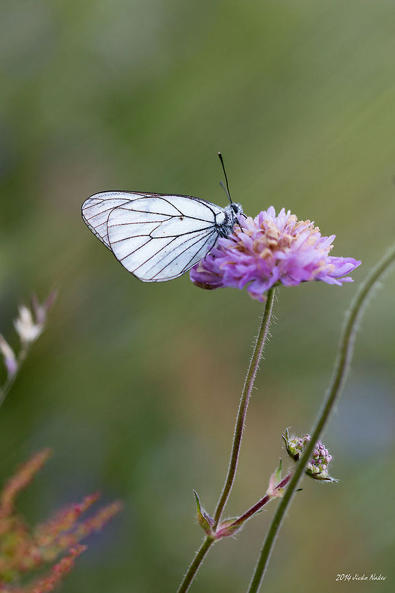 Black-veined White Butterfly Black-veined White Butterfly - Aporia crataegi Aporia crataegi,Black-veined White Butterfly,Bulgaria,Geotagged,Pieridae,Pierini,insect,lepidoptera,nature