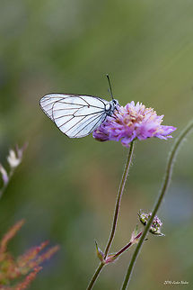 Black-veined White Butterfly Black-veined White Butterfly - Aporia crataegi Aporia crataegi,Black-veined White Butterfly,Bulgaria,Geotagged,Pieridae,Pierini,insect,lepidoptera,nature