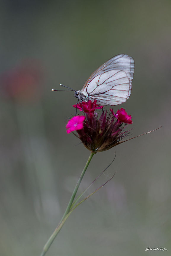 Black-veined White Butterfly Black-veined White Butterfly - Aporia crataegi Aporia crataegi,Black-veined White Butterfly,Bulgaria,Geotagged,Pieridae,Pierini,insect,lepidoptera,nature