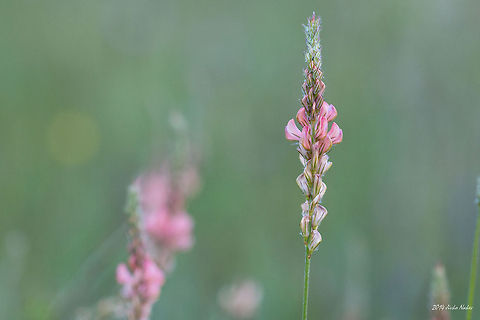 Common Sainfoin Common Sainfoin - Onobrychis viciifolia Bulgaria,Common Sainfoin,Fabaceae,Geotagged,Onobrychis viciifolia,nature,plant,wild flower