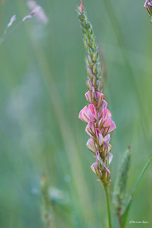 Common Sainfoin Common Sainfoin - Onobrychis viciifolia Bulgaria,Common Sainfoin,Fabaceae,Geotagged,Onobrychis viciifolia,nature,plant,wild flower