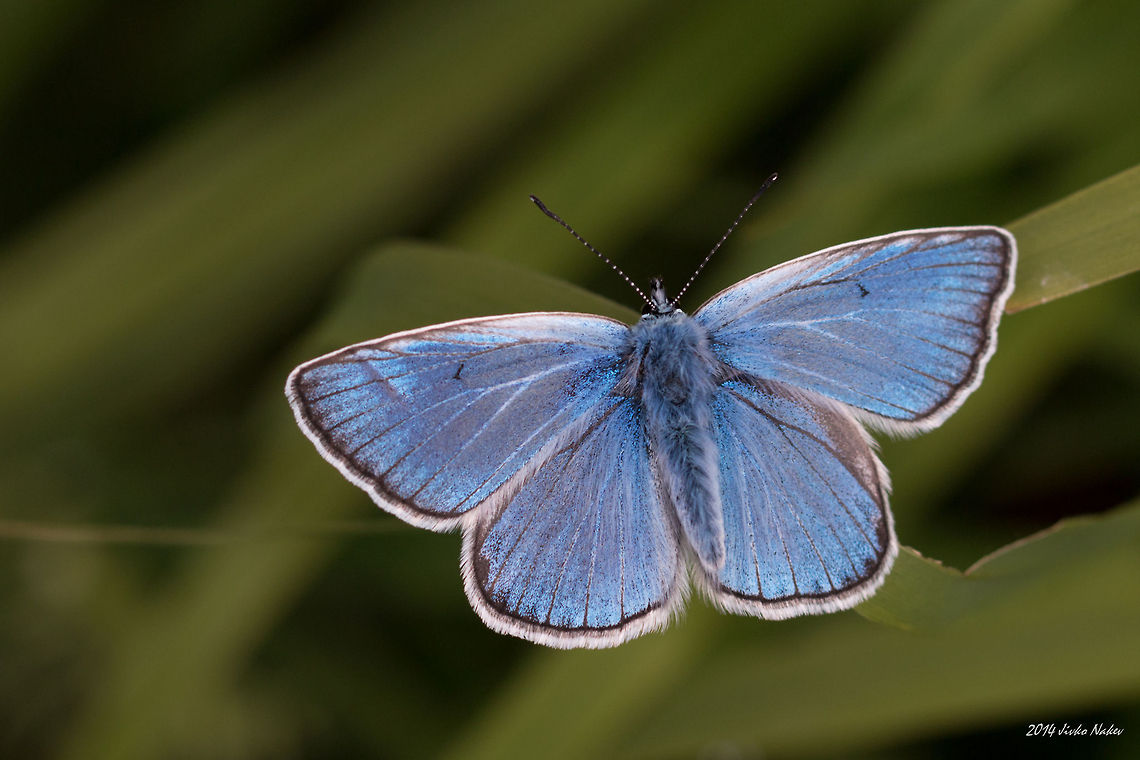 Amanda's Blue Butterfly Amanda&#039;s Blue Butterfly - Plebeius amandus Amanda's Blue Butterfly,Bulgaria,Geotagged,Plebeius amandus,Polyommatus amandus,insect,nature