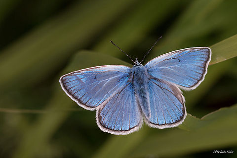 Amanda's Blue Butterfly Amanda's Blue Butterfly - Plebeius amandus Amanda's Blue Butterfly,Bulgaria,Geotagged,Plebeius amandus,Polyommatus amandus,insect,nature