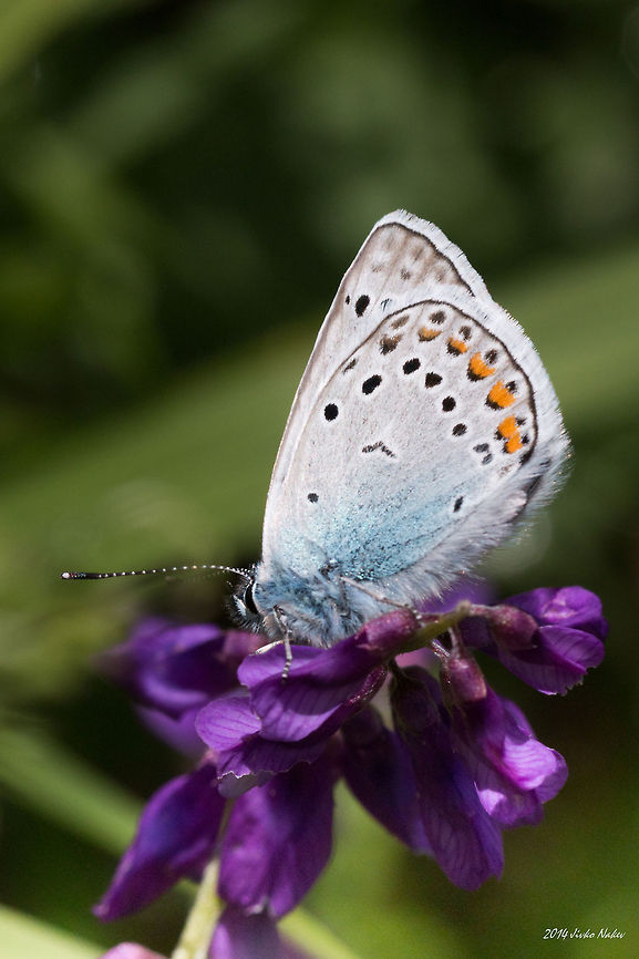Amanda's Blue Butterfly Amanda&#039;s Blue Butterfly - Plebeius amandus Amanda's Blue Butterfly,Bulgaria,Geotagged,Plebeius amandus,Polyommatus amandus,insect,nature