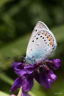 Amanda's Blue Butterfly Amanda's Blue Butterfly - Plebeius amandus Amanda's Blue Butterfly,Bulgaria,Geotagged,Plebeius amandus,Polyommatus amandus,insect,nature