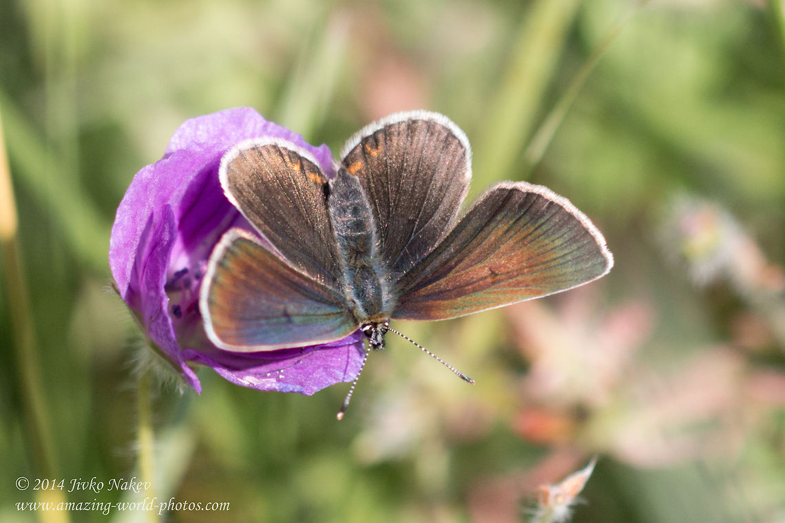 Chestnut Heath Butterfly Chestnut Heath Butterfly - Coenonympha glycerion Bulgaria,Chestnut Heath Butterfly,Coenonympha glycerion,Eumedonia eumedon,Geotagged,Satyrinae,insect,lepidoptera,nature,nymphalidae