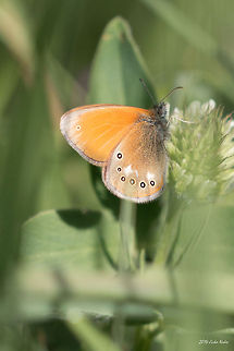 Chestnut Heath Butterfly Chestnut Heath Butterfly - Coenonympha glycerion Bulgaria,Butterfly,Chestnut Heath Butterfly,Coenonympha glycerion,Geotagged,Satyrinae,insect,lepidoptera,nature,nymphalidae