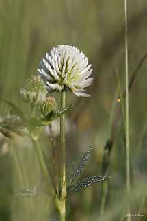 White Clover Dutch clover - Trifolium repens Bulgaria,Durch clover,Geotagged,Trifolium repens,White clover,arachne,flower,nature,plants