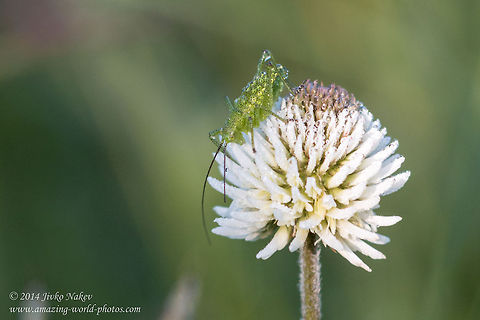 Morning Dew Covered Speckled Bush Cricket on Dutch Clover Flower White clover with speckled Bush Cricket Bulgaria,Durch clover,Geotagged,Leptophyes punctatissima,Speckled bush-cricket,Trifolium repens,White clover,arachne,flower,nature,plants