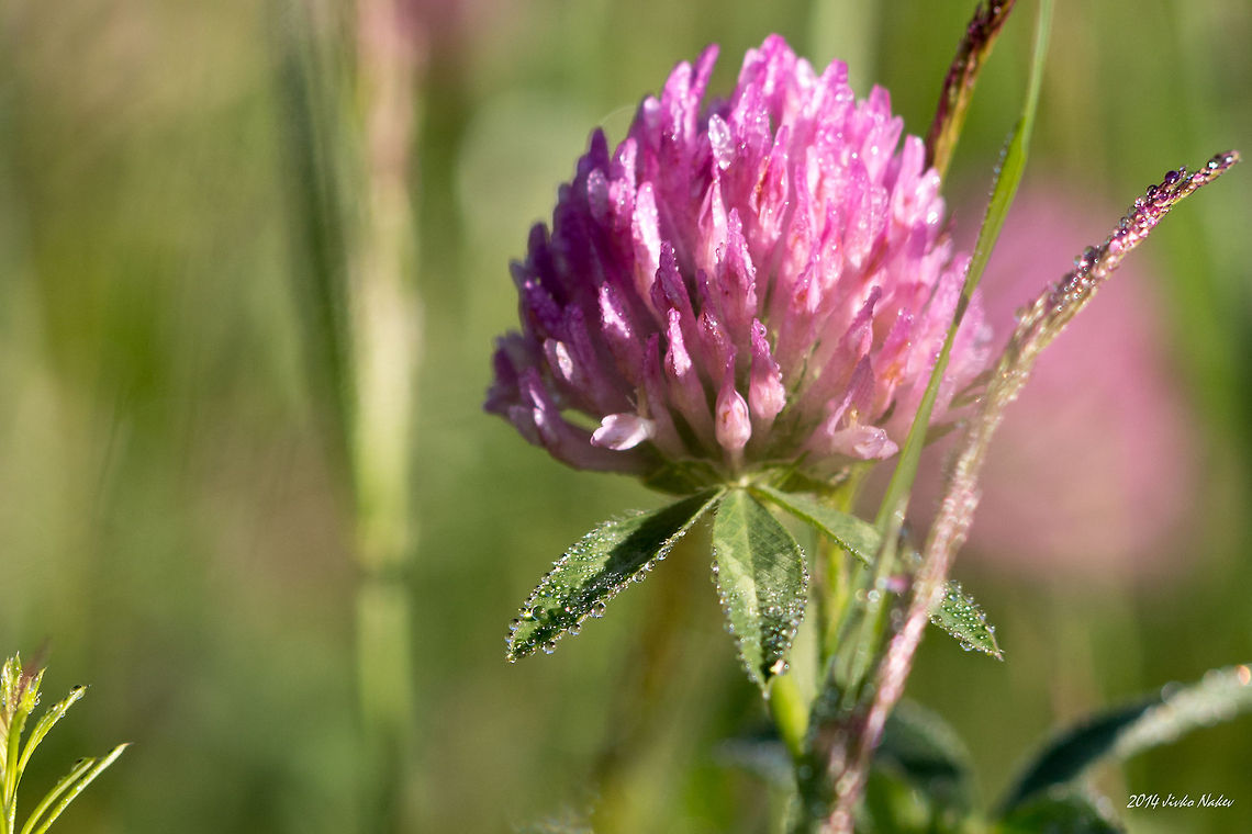Dew Covered Red Clover Red Clover - Trifolium pratense Bulgaria,Fabaceae,Geotagged,Red clover,Trifolium pratense,nature,plant,wild flower