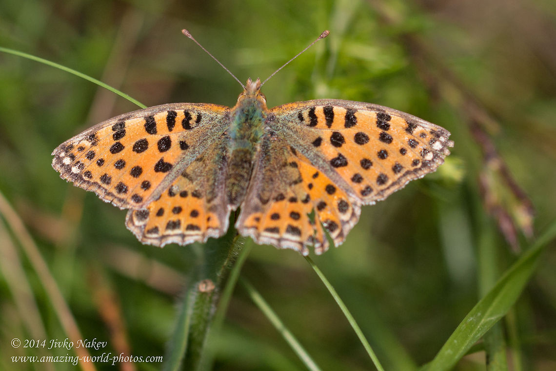 Queen of Spain Fritillary Butterfly Queen of Spain Fritillary Butterfly - Issoria lathonia Bulgaria,Geotagged,Issoria lathonia,Queen of Spain Fritillary,Queen of Spain Fritillary Butterfly,insect,lepidoptera,nature,nymphalidae